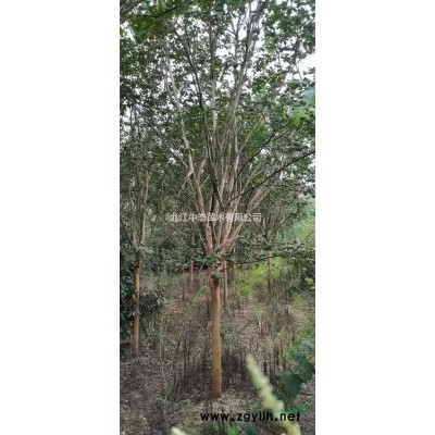 15公分欒樹價格，欒樹圖片，欒樹產地