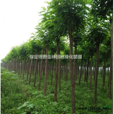欒樹 河北欒樹 欒樹價格報價
