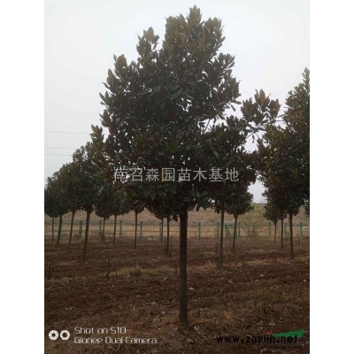北欒，北京欒樹(shù)，欒樹(shù)量大