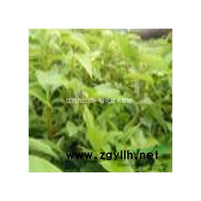 江西欒樹(shù)小苗5批發(fā)/供應(yīng)