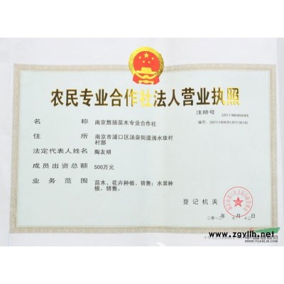 特低價(jià)供應(yīng)1米---3米籽播雪松入圃苗,大規(guī)格工程綠化苗