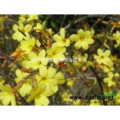 碧桃，紫薇，櫻花，紅葉李，欒樹，龍柏，玉蘭，海棠，月季，垂柳