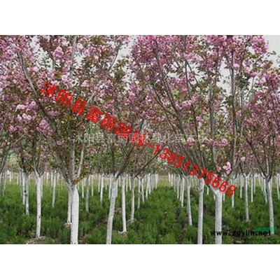紅葉李 紫薇 紫荊 桂花 木槿 西府海棠 法桐 垂柳 國槐
