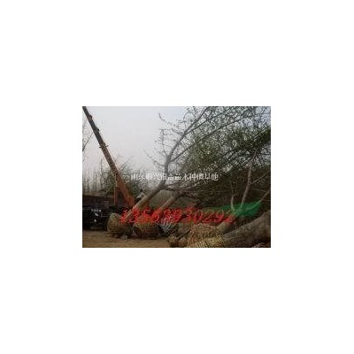 出售高度5-7米雪松 冠幅3.5米雪松 5米大規(guī)格雪松 6米圣誕樹