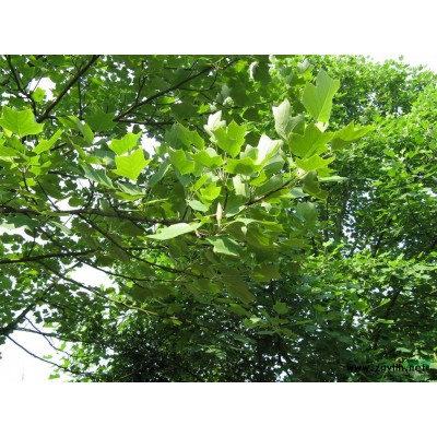 欒樹苗木基地，欒樹價格