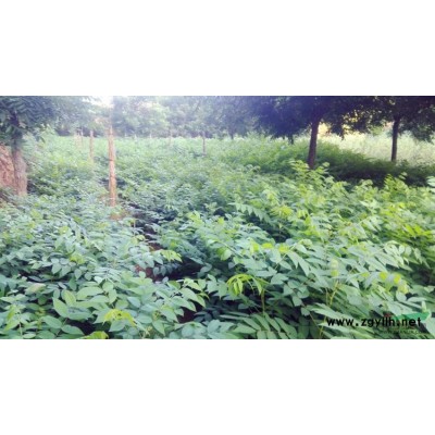 供應米徑8-22公分欒樹350棵2021-2022
