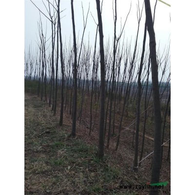 河南潢川大量供應（1-5公分）黃山欒樹