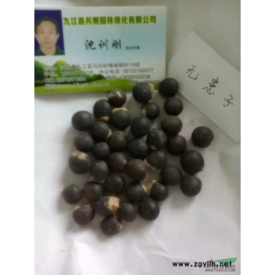 欒樹