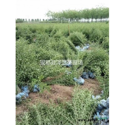 【欒樹】供應(yīng)欒樹河北欒樹報價精品欒樹種植基地定州欒樹供應(yīng)商