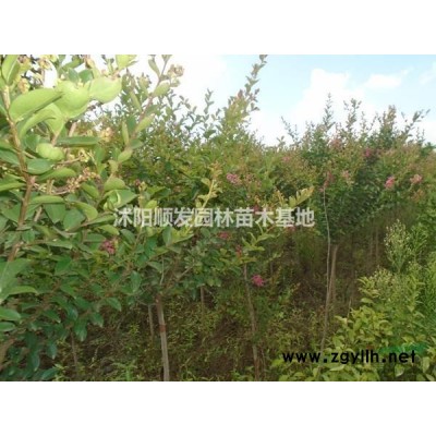 2018年江蘇欒樹行情報價-圖片展示-產地直銷-規格*