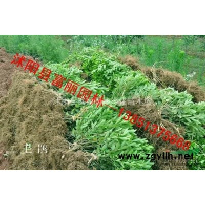 苗圃急售櫻花2-3-5-8公分，欒樹，合歡樹，國槐