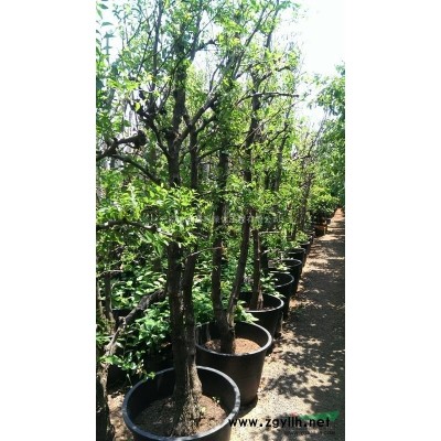 云南地區出售4-35公分欒樹成品苗