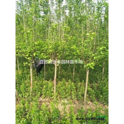 江蘇欒樹3-20*新價格信，黃山欒樹，移植欒樹，全冠精品欒樹