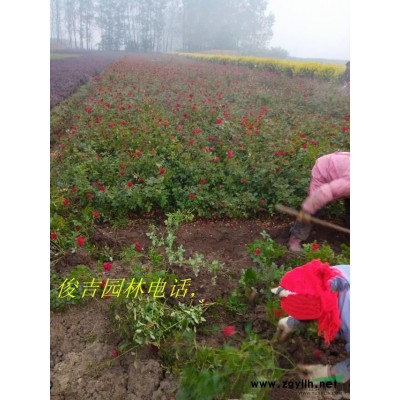 黑松苗，工程黑松苗，雪松苗 苗圃直銷