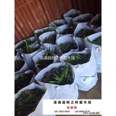 福建[產品]/福建臺灣欒樹價格/報價
