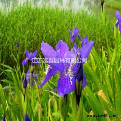 基地批發(fā)雪松 樹苗 庭院小區(qū)觀賞植物 園林觀賞綠植
