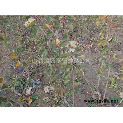 北欒的原產地與市場前景及北欒樹木的栽培技術北欒供應商---李
