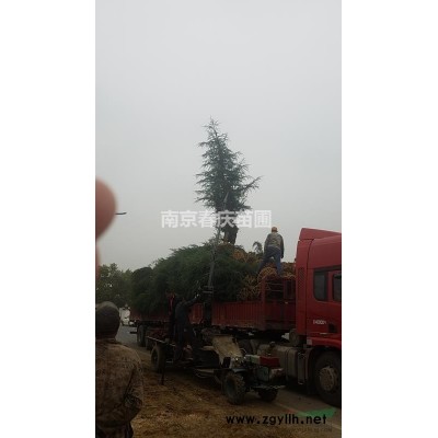 南京20公分廣玉蘭多少錢一棵 廣玉蘭產(chǎn)地15公分價格