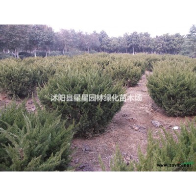 江蘇特價供應大小規(guī)格香樟樹，質(zhì)量優(yōu)，規(guī)格全