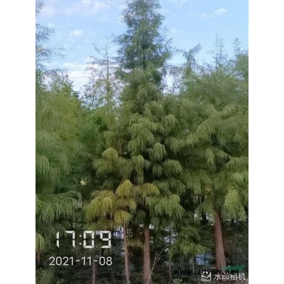 廣玉蘭