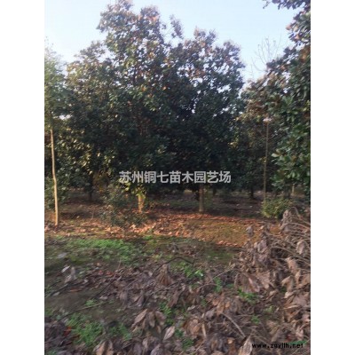 2019年江蘇玉蘭/白玉蘭/紅玉蘭/廣玉蘭/12公分廣玉蘭低價處理新報價