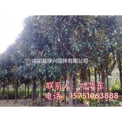 2019銀杏樹(shù)胸徑價(jià)格表 銀杏樹(shù)多少錢(qián)一顆 圖片
