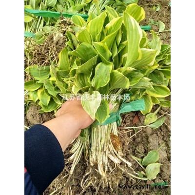 低價供應3-30公分精品廣玉蘭，江蘇廣玉蘭*新價格信息介紹