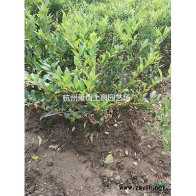香樟5-15公分工程苗供應(yīng)