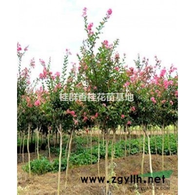 湖北10-15公分廣玉蘭，香樟，欒樹，桂花樹出售