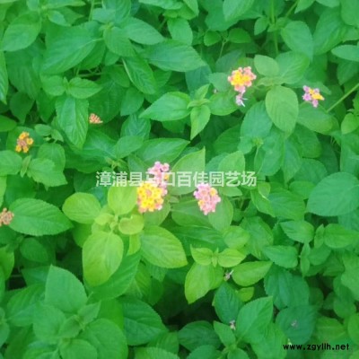 福建漳州香樟苗場(chǎng)
