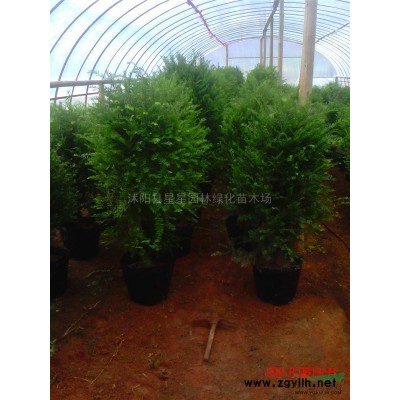 廣玉蘭*新價格，廣玉蘭照片