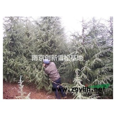 米徑3公分廣玉蘭價格 南京特色苗木玉蘭報價