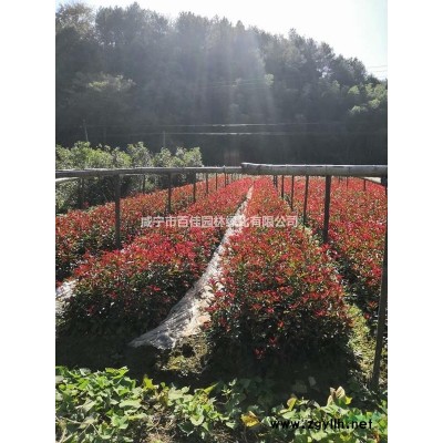 低價供應各種規格桂花，香樟，廣玉蘭，樸樹