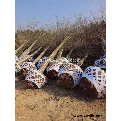 15公分香樟價格，香樟圖片，香樟基地
