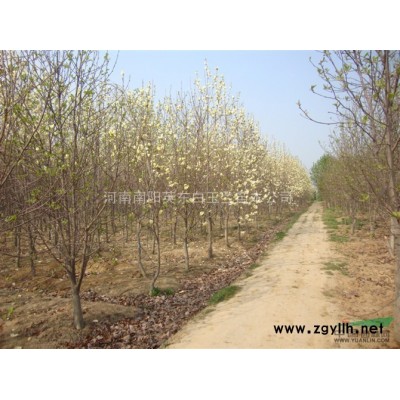 大規(guī)格白玉蘭，七葉樹，三角楓，香樟  ，大規(guī)格白蠟，