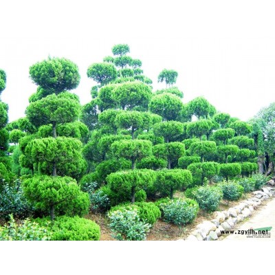 香樟價格實價