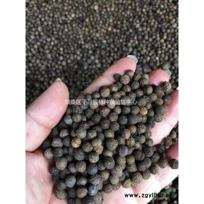 九江香樟種子專業批發，提供香樟種子育苗技術，保證發芽率