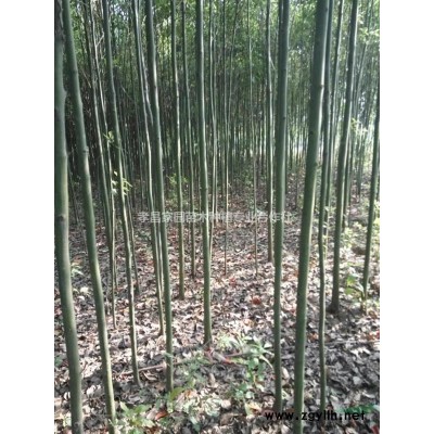 湖北地區(qū)供應(yīng)香樟籽