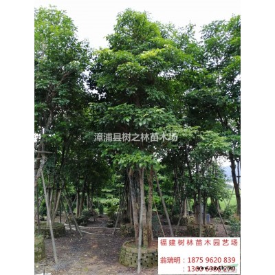 福建供應全冠香樟2規格*