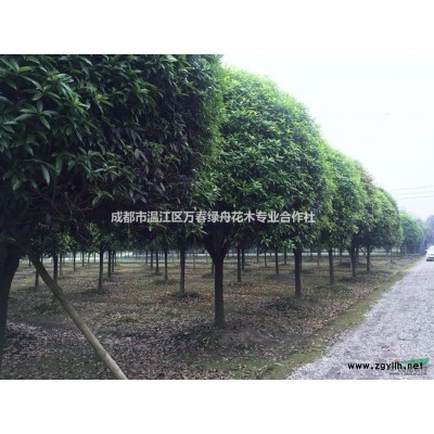 香樟樹，香樟樹苗，香樟工程，數(shù)量充足