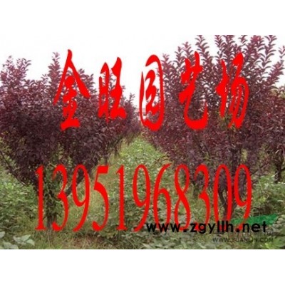15公分香樟價格，南京香樟報價