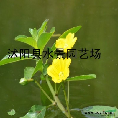 供應各種銀杏