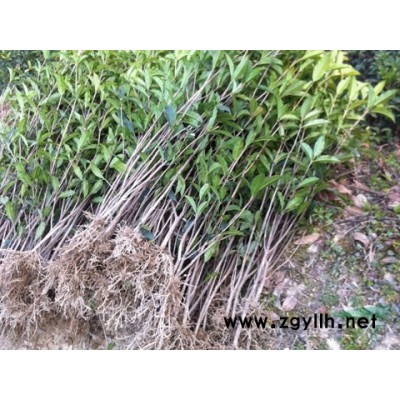 出售各規格的桂花苗、桂花樹、盆栽桂花、楠竹、楠竹種、香樟、紅
