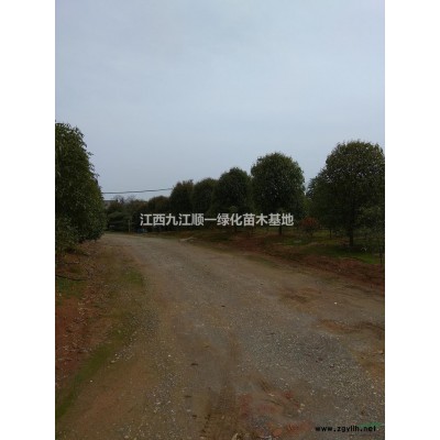 大小規(guī)格香樟小苗5基地