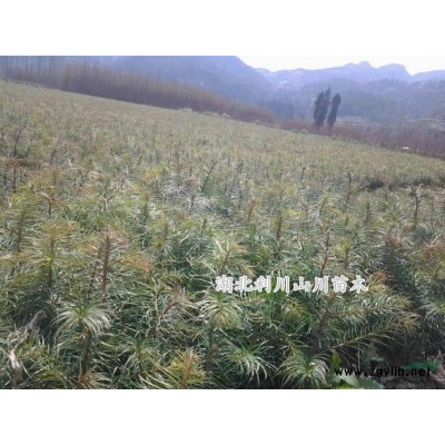 湖北利川供應(yīng)銀杏小苗