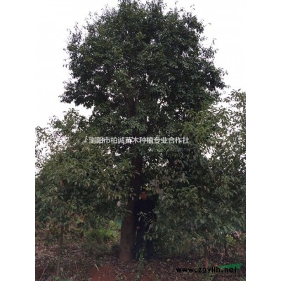 供應香樟樹苗，2-50公分香樟樹，移植香樟，移植骨架香樟