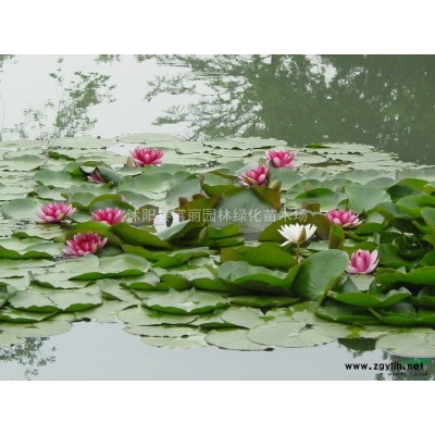 苗圃急售廣玉蘭，白玉蘭，山玉蘭，紅玉蘭，黃玉蘭