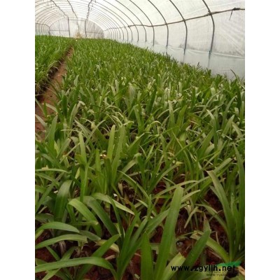 供應浙江廣玉蘭袋苗，昆明廣玉蘭容器苗，熟苗