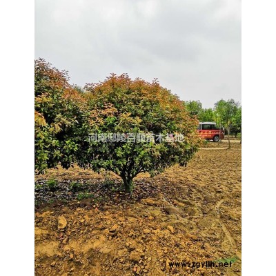 大葉女貞-河南大葉女貞-大葉女貞基地-大葉女貞價格-叢生大葉女貞-2-18大葉女貞