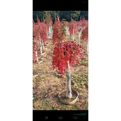 桂花樹